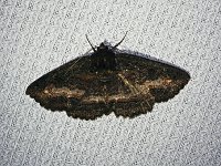 Black Zale Moth